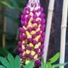 Lupin West Country Manhattan Lights -Green Plant Shop manhattan 1