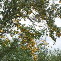 Mirabelle De Nancy Plum Tree -Green Plant Shop mirabelle de nancy trees