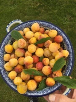 Mirabelle De Nancy Plum Tree -Green Plant Shop mirabelledenancy