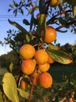 Mirabelle De Nancy Plum Tree -Green Plant Shop mirabelledenancyonbranch