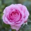 'Mum In A Million' Hybrid Tea Rose 2 'Mum In A Million' Hybrid Tea Rose -Green Plant Shop moja03954 mum in a million