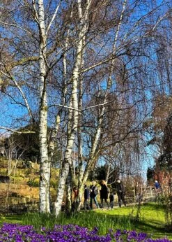 Silver Birch Tree | Betula Pendula -Green Plant Shop new silver birch2