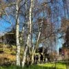 Silver Birch Tree | Betula Pendula -Green Plant Shop new silver birch2 d715810e 9dad 4384 9c3b 56385588c32a