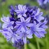 Agapanthus 'Pretty Heidy' | 7.5L -Green Plant Shop noma02439