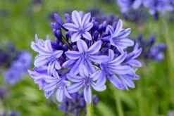 Agapanthus 'Pretty Heidy' | 7.5L