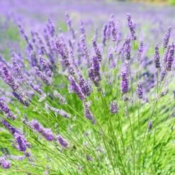 English Lavender | Lavandula Angustifolia -Green Plant Shop oldenglish2