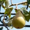 'Onward' Pear Tree -Green Plant Shop onward 1