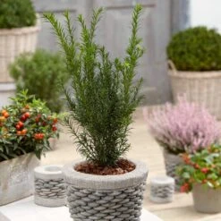 English Yew Tree | Taxus Baccata -Green Plant Shop operationyewtree1