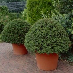 English Yew Tree | Taxus Baccata -Green Plant Shop operationyewtree2