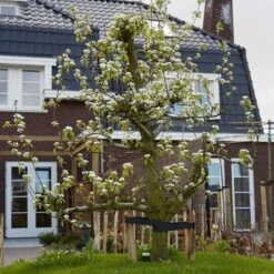 Conference Pear Tree 14 Conference Pear Tree -Green Plant Shop pear add1 5012c709 f2ae 4948 a0f1 3ab9e51cd759