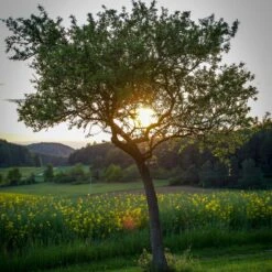 Williams Bon Chrétien Pear Tree -Green Plant Shop peartree