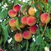 'Peche De Vigne' Bloody Peach Tree -Green Plant Shop pechedevigne 1