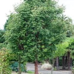 Paperbark Maple Tree | Acer Griseum 9 Paperbark Maple Tree | Acer Griseum -Green Plant Shop phbe04469