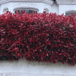 Photinia 'Red Robin' -Green Plant Shop photinia