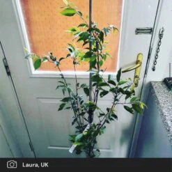 Pink Winter Flowering Cherry Tree | Prunus X Subhirtella 'Autumnalis Rosea' 10 Pink Winter Flowering Cherry Tree | Prunus X Subhirtella 'Autumnalis Rosea' -Green Plant Shop pink winter flower