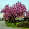 Pink Perfection Cherry Blossom Tree -Green Plant Shop pinkperfectionspring