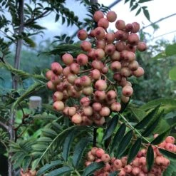 Pink Pagoda Rowan Tree | Sorbus Hupehensis -Green Plant Shop pinkrowantree