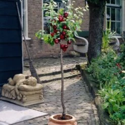 Victoria Plum Tree 14 Victoria Plum Tree -Green Plant Shop plumtreepotted