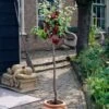 Victoria Patio Plum Tree -Green Plant Shop plumtreepotted c8e29533 c970 4ca2 9f2a 3b241e8b71f7
