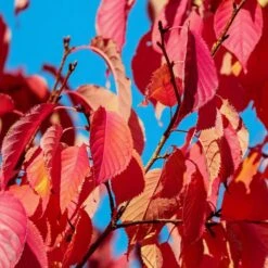 Sargent's Cherry Blossom Tree | Prunus Sargentii -Green Plant Shop prunussargentiiautumn