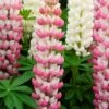 Lupin West Country Rachel De Thame -Green Plant Shop racheldethame 1