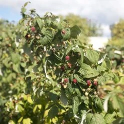 Award Winning Raspberry Canes | Growers' Choice -Green Plant Shop raspberrybush