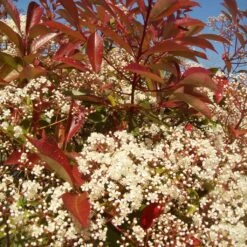 Photinia 'Red Robin' -Green Plant Shop redrobin3