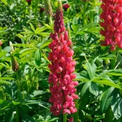 Lupin West Country Red Rum 7 Lupin West Country Red Rum -Green Plant Shop redrum 1