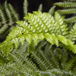Tassel Fern | Polystichum Polyblepharum -Green Plant Shop rera04496v2