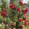 'Florentina' Climbing Rose -Green Plant Shop rera05260 florentina