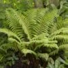 Tassel Fern | Polystichum Polyblepharum -Green Plant Shop rera05924v2