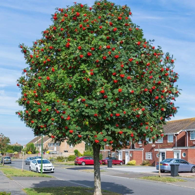 Mountain Ash Rowan Tree | Sorbus Aucuparia 3 Mountain Ash Rowan Tree | Sorbus Aucuparia