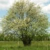 Multi-Stem Mountain Ash Rowan Tree | Sorbus Aucuparia 1 Multi-Stem Mountain Ash Rowan Tree | Sorbus Aucuparia -Green Plant Shop rowanmultistem 1