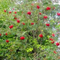 Multi-Stem Mountain Ash Rowan Tree | Sorbus Aucuparia 8 Multi-Stem Mountain Ash Rowan Tree | Sorbus Aucuparia -Green Plant Shop rowanmultistem 2