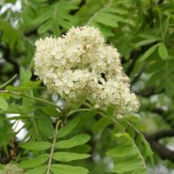 Multi-Stem Mountain Ash Rowan Tree | Sorbus Aucuparia 9 Multi-Stem Mountain Ash Rowan Tree | Sorbus Aucuparia -Green Plant Shop rowanmultistem 3