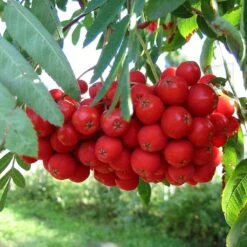 Multi-Stem Mountain Ash Rowan Tree | Sorbus Aucuparia 11 Multi-Stem Mountain Ash Rowan Tree | Sorbus Aucuparia -Green Plant Shop rowanmultistem 5