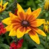 Rudbeckia 'Sunbeckia Mia' -Green Plant Shop rudbeckiaSM 1 22635f6e b6ce 4b31 849e 4483086219f2
