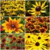 Ultimate Rudbeckia Collection 2 Ultimate Rudbeckia Collection -Green Plant Shop rudbeckiacollection 1 4156ca94 d543 4ef9 b625 37824ddc06f8