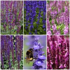 Spectacular Salvia Collection -Green Plant Shop salviacol 1