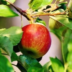 Scrumptious® Apple Tree -Green Plant Shop scrumptiousapple