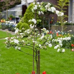 Scrumptious® Apple Tree -Green Plant Shop scrumptiousblossom