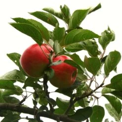 Scrumptious® Apple Tree -Green Plant Shop scrumptiousontree