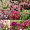 Ultimate Sedum Collection -Green Plant Shop sedumcollection 1 331e32bd 5c38 4275 8e66 079ad3776041
