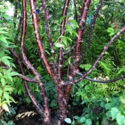 Multi Stem Tibetan Cherry Tree | Prunus Serrula -Green Plant Shop serrula multstem