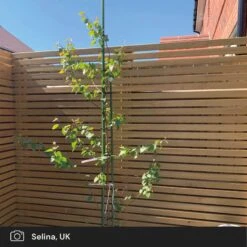 Silver Birch Tree | Betula Pendula -Green Plant Shop silver birch ugc