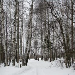 Silver Birch Tree | Betula Pendula -Green Plant Shop silverbirch3