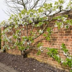 Sunburst Cherry Tree -Green Plant Shop sunburstfantrained