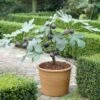 UK Hardy Fig Tree | 'Brown Turkey' -Green Plant Shop turnkey brown fig