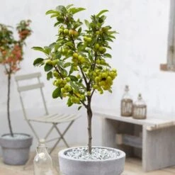 'Golden Hornet' Crabapple Tree -Green Plant Shop unnamed