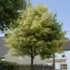 Variegated Norway Maple Tree | Acer Platanoides 'Drummondii' -Green Plant Shop vami08289